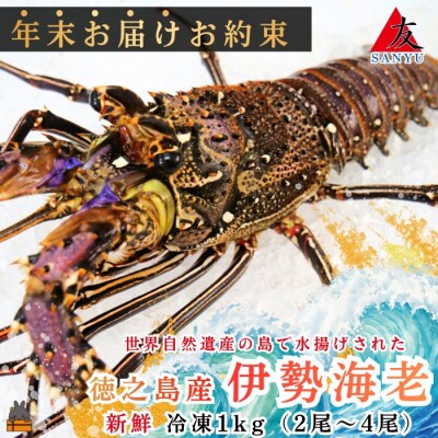 《年末お届けお約束》新鮮なまますぐ冷凍!!徳之島産冷凍伊勢海老1kg(2尾～4尾)