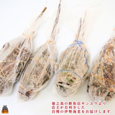 《年末お届けお約束》新鮮なまますぐ冷凍!!徳之島産冷凍伊勢海老1kg(2尾～4尾)