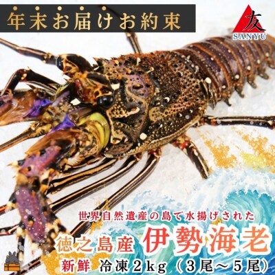 《年末お届けお約束》新鮮なまますぐ冷凍!!徳之島産冷凍伊勢海老2kg(3尾～5尾)