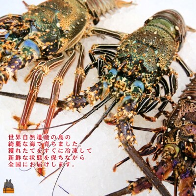 《年末お届けお約束》新鮮なまますぐ冷凍!!徳之島産冷凍伊勢海老2kg(3尾～5尾)