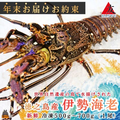 《年末お届けお約束》新鮮なまますぐ冷凍!!徳之島産冷凍伊勢海老1尾(500g~700g)