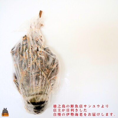 《年末お届けお約束》新鮮なまますぐ冷凍!!徳之島産冷凍伊勢海老1尾(500g~700g)