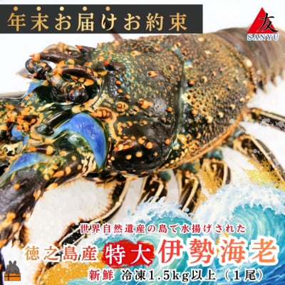 《年末お届けお約束》新鮮なまますぐ冷凍!!徳之島産冷凍“特大”伊勢海老1尾(1.5kg以上)