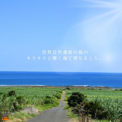 《年末お届けお約束》新鮮なまますぐ冷凍!!徳之島産冷凍“特大”伊勢海老1尾(1.5kg以上)