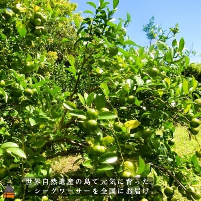《今が旬!》世界自然遺産の島の青切りシークワァーサー(3kg)シークワーサー