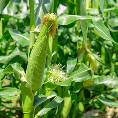 直宅「朝生とうもろこし」6本セット