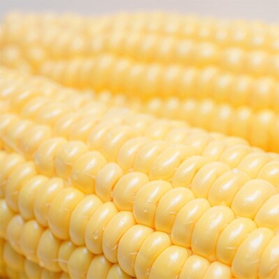 直宅「朝生とうもろこし」6本セット