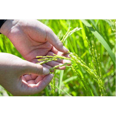 環境配慮型農業で育てた　岐阜県のお米　コシヒカリ　5kg (白米)