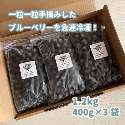 【先行受付】冷凍ブルーベリー　1.2kg　【産地直送】