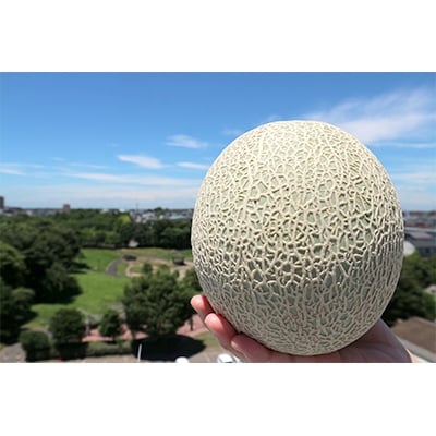【秀品】 牛久産マリアージュメロン 約5kg(4~6玉)