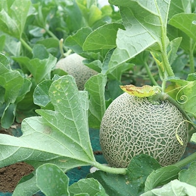 【秀品】 牛久産マリアージュメロン 約5kg(4~6玉)