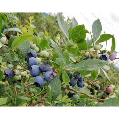 21年6月発送開始 朝採れ完熟ブルーベリー1 2kg お礼品詳細 ふるさと納税なら さとふる