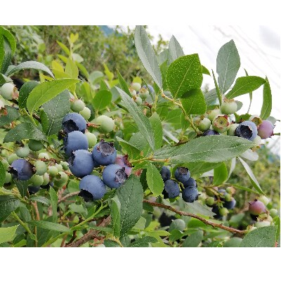 冷凍ブルーベリー 350g 2パック 冷凍ピンクレモネード 350g 1パック セット お礼品詳細 ふるさと納税なら さとふる