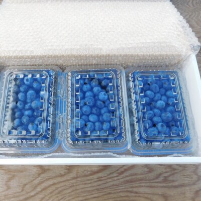 朝採れ完熟ブルーベリー1,050g