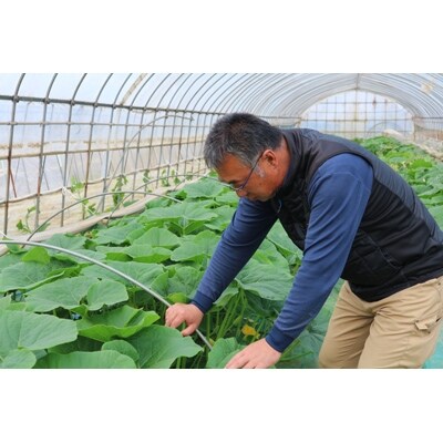 【A品】かぼちゃ「特濃こふき」(5～6個)