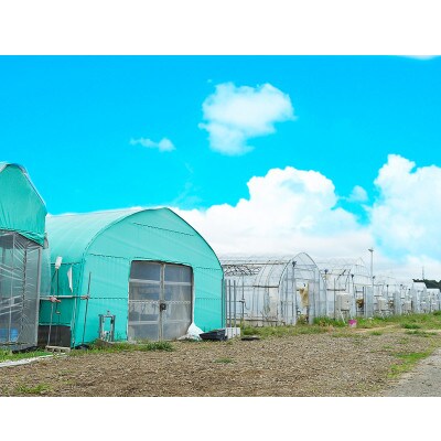 【12月発送分】みずほの村市場牛久店 佐藤さんの大粒いちご　400g