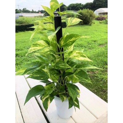 みずほの村牛久店の観葉植物 ポトス ヘゴ仕立て お礼品詳細 ふるさと納税なら さとふる