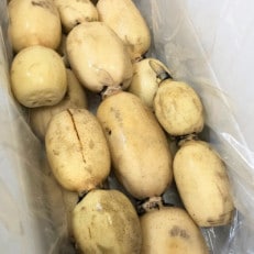 みずほの村市場牛久店　八島さんのれんこん(2kg)