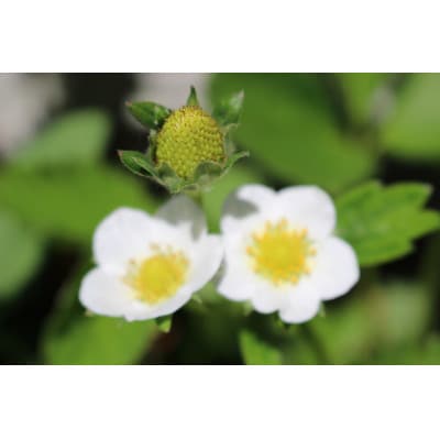 みずほの村牛久店の「とちおとめ苗」5本