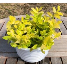 みずほの村市場の観葉植物トラデスカンチア「ライム」 | ふるさと納税のお礼品
