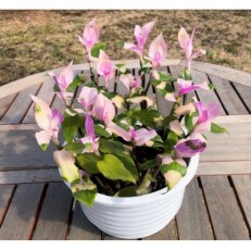 みずほの村市場の観葉植物トラデスカンチア「胡蝶の舞」 | ふるさと納税のお礼品