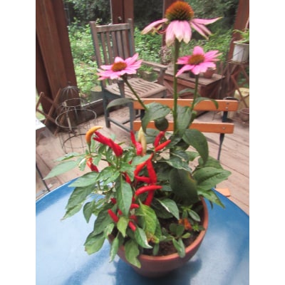 寄せ植え【おまかせ1点】
