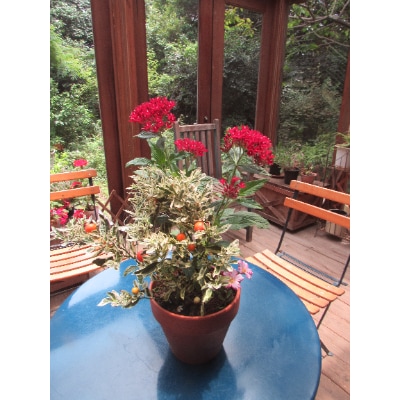 寄せ植え【おまかせ1点】