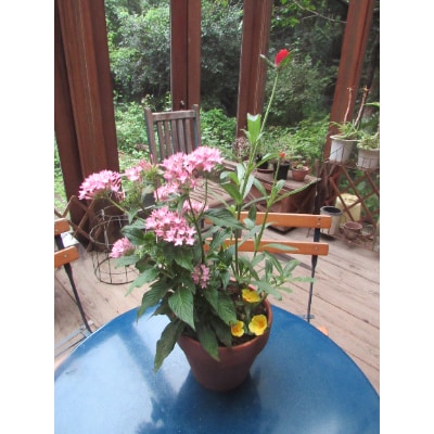 寄せ植え【おまかせ1点】