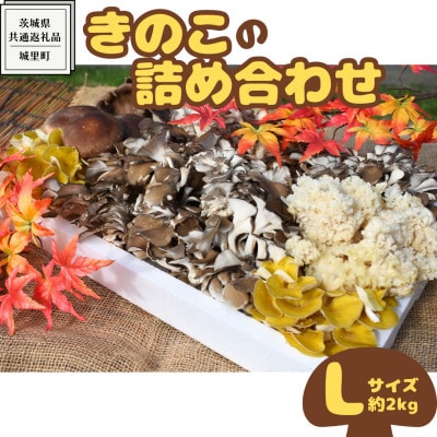 きのこの詰め合わせ　Lサイズ(約2kg)(茨城県共通返礼品:城里町)