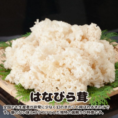 きのこの詰め合わせ　Lサイズ(約2kg)(茨城県共通返礼品:城里町)