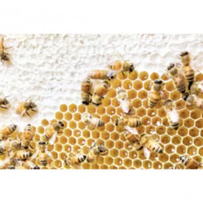 季節で移ろう田舎はちみつ7種ギフトセット【結蜜Musubi-R7】【茨城県共通返礼品/五霞町】