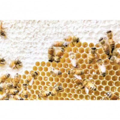 季節で移ろう田舎はちみつ3種ギフトセット【結蜜Musubi-R3】【茨城県共通返礼品/五霞町】