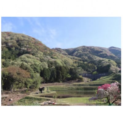 山桜はちみつと春の田舎はちみつの3種セット【B3山桜】【茨城県共通返礼品/五霞町】