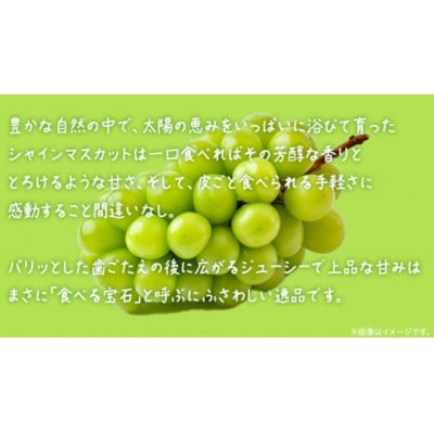 【 訳あり 】 シャインマスカット 4kg 【2026年8月発送開始】