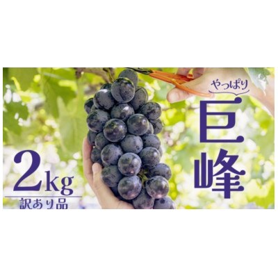 【 訳あり 】 巨峰 2kg 【2026年10月上旬発送開始】
