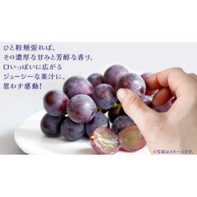 【 訳あり 】 巨峰 2kg 【2026年10月上旬発送開始】