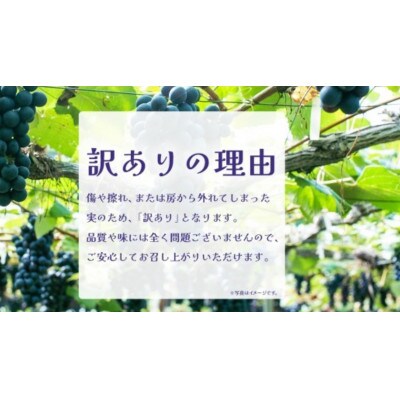 【 訳あり 】 巨峰 2kg 【2026年10月上旬発送開始】