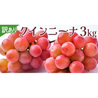 【 訳あり 】 クインニーナ 3kg 【2026年9月発送開始】