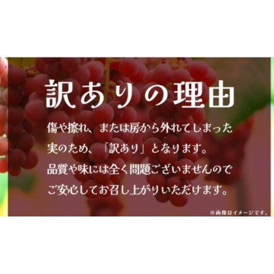 【 訳あり 】 クインニーナ 3kg 【2026年9月発送開始】