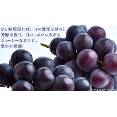 【 訳あり 】 巨峰 3kg 【2026年9月発送開始】
