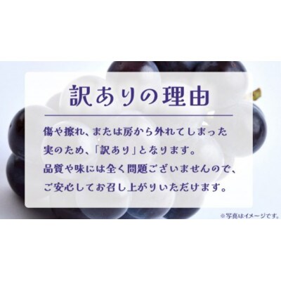 【 訳あり 】 巨峰 3kg 【2026年9月発送開始】