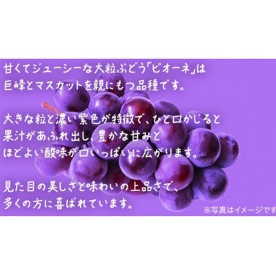 【 訳あり 】 ピオーネ 3kg 【2026年9月発送開始】