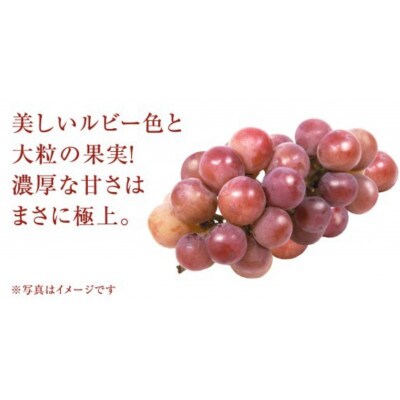 【 訳あり 】 ゴルビー 3kg 【2026年8月中旬発送開始】
