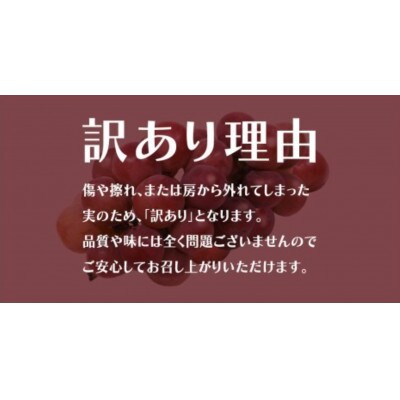 【 訳あり 】 ゴルビー 3kg 【2026年8月中旬発送開始】