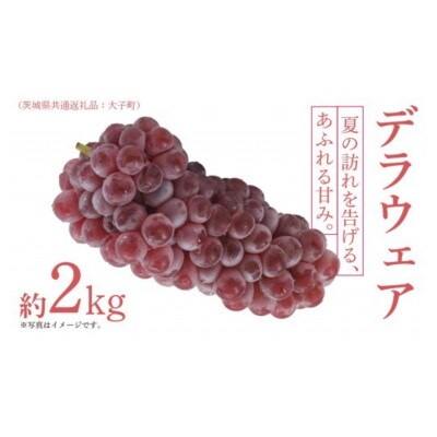 デラウェア 2kg 【 2026年7月上旬以降発送開始 】