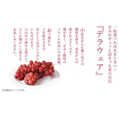 デラウェア 2kg 【 2026年7月上旬以降発送開始 】