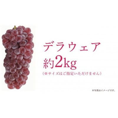 デラウェア 2kg 【 2026年7月上旬以降発送開始 】