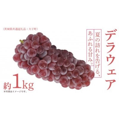 デラウェア 1kg 【 2026年6月発送開始 】