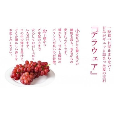 デラウェア 1kg 【 2026年6月発送開始 】