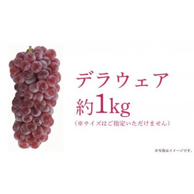 デラウェア 1kg 【 2026年6月発送開始 】